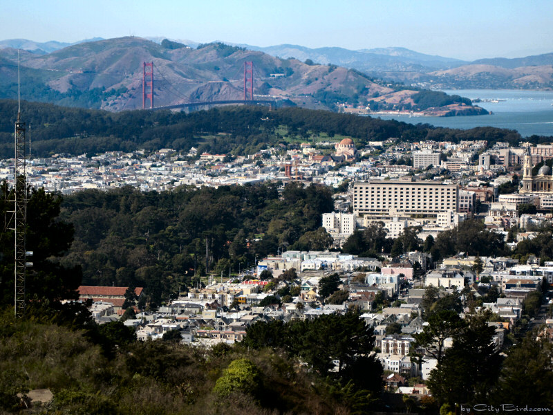 San Francisco Panorama with Golden Gate Bridge in the Background taken 2009