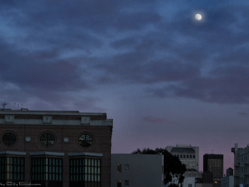 Moon at Dusk, San Francisco