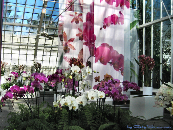 Modern Art of the Orchid Exhibit.