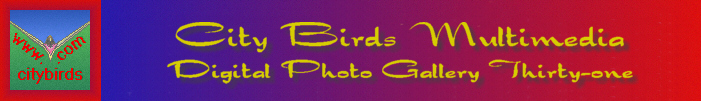 City Birds Digital Photo Gallery Thirty-one