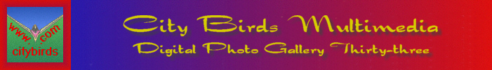 City Birds Digital Photo Gallery Thirty-three