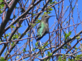Hummingbird, Fort Mason, San Francisco.