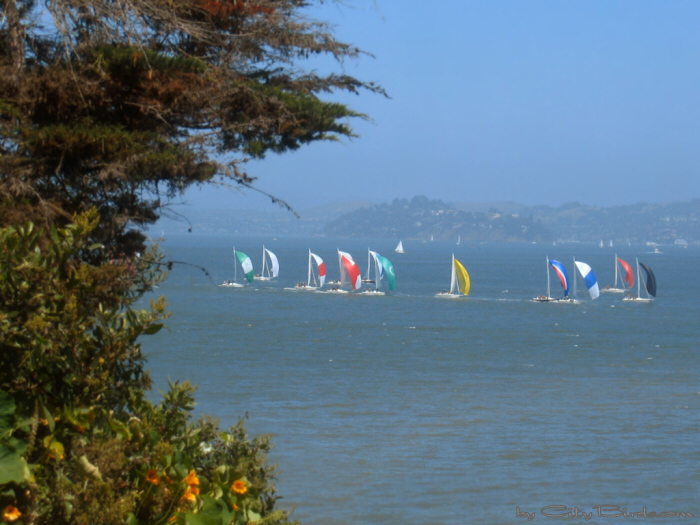 Sailboats on San Francisco Bay.