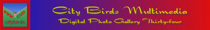 City Birds Digital Photo Gallery Thirty-four
