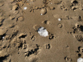 Sands of Baker Beach.