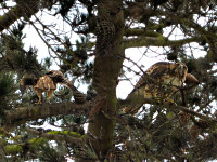 Two Red-tailed Hawks