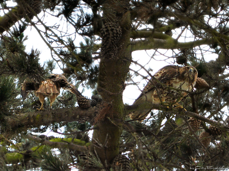 Red-tailed Hawks San Francisco