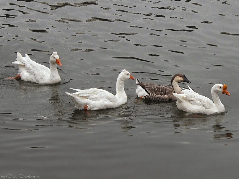 Two Roman Tufted Geese with Brown and White China Geese at Lake Merritt, Oakand, CA