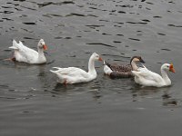 Three Varieties of Geese at Lake Merritt, Oakland, CA