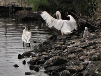 American White Pelicans, Lake Merritt