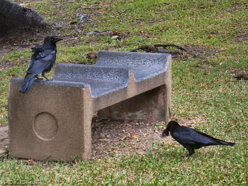 Bangkok Crows