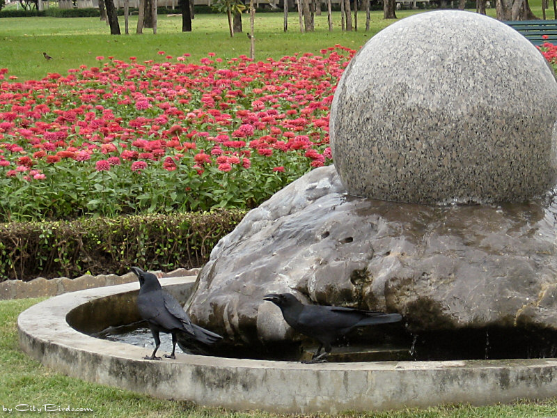 Bangkok Crows