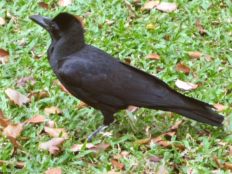 Jungle Crow of Bangkok, Thailand