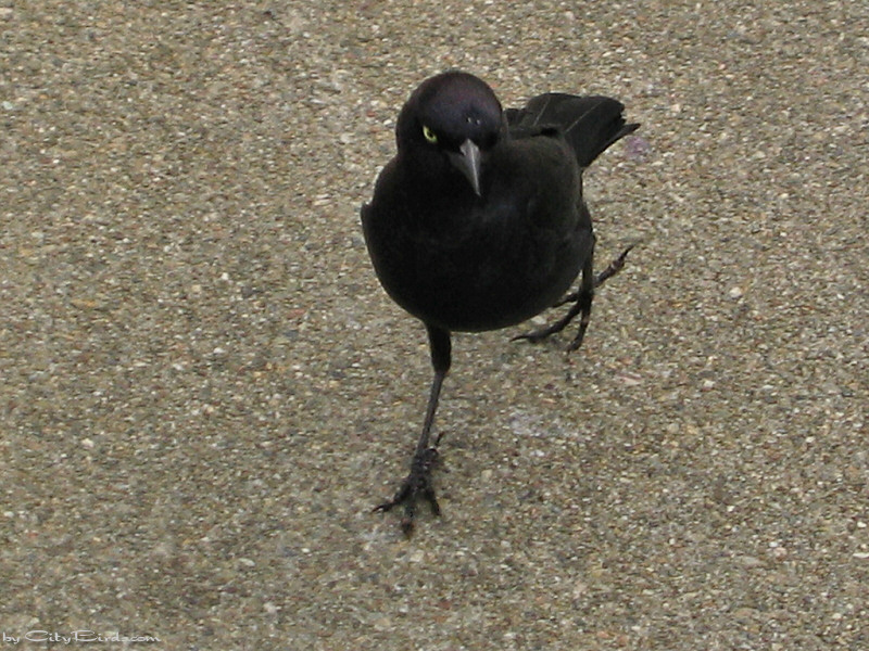 Brewer's Blackbird