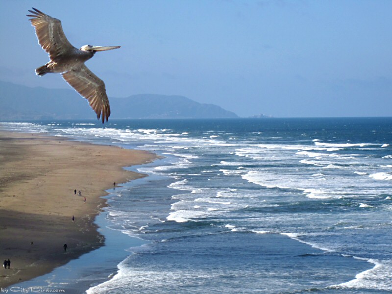 Brown Pelican Over Ocean Beach