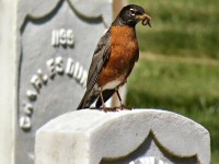 American Robins at San Francisco National Cemetery.  Photographed with a Canon SX40 HS camera.