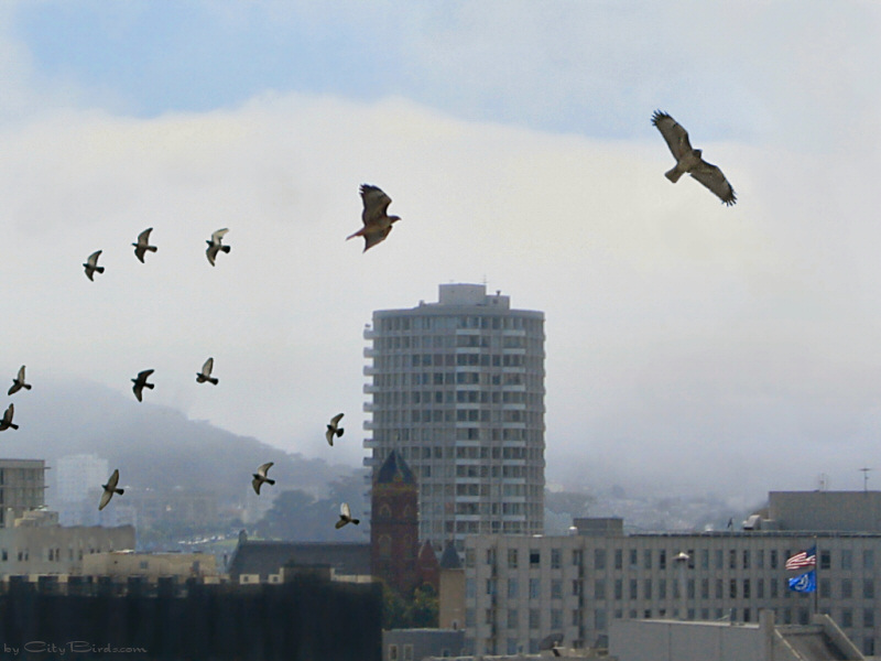 Red-tailed Hawks Over San Francisco