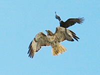 Crow Attacks Red-tailed Hawk