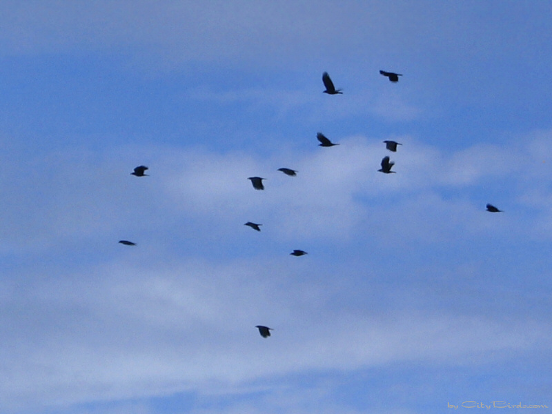 San Francisco Crows