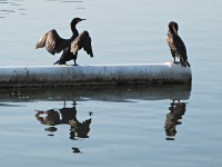 Double-crested Cormorants at Lake Merritt