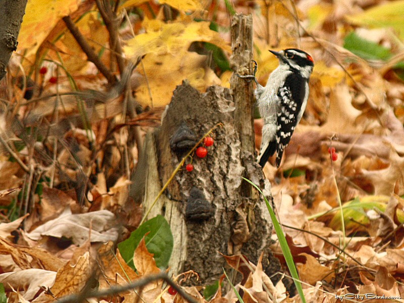 Downy Woodpecker During Autumn in Duluth, Minnesota
