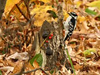 A Downy Woodpecker, Duluth, MN