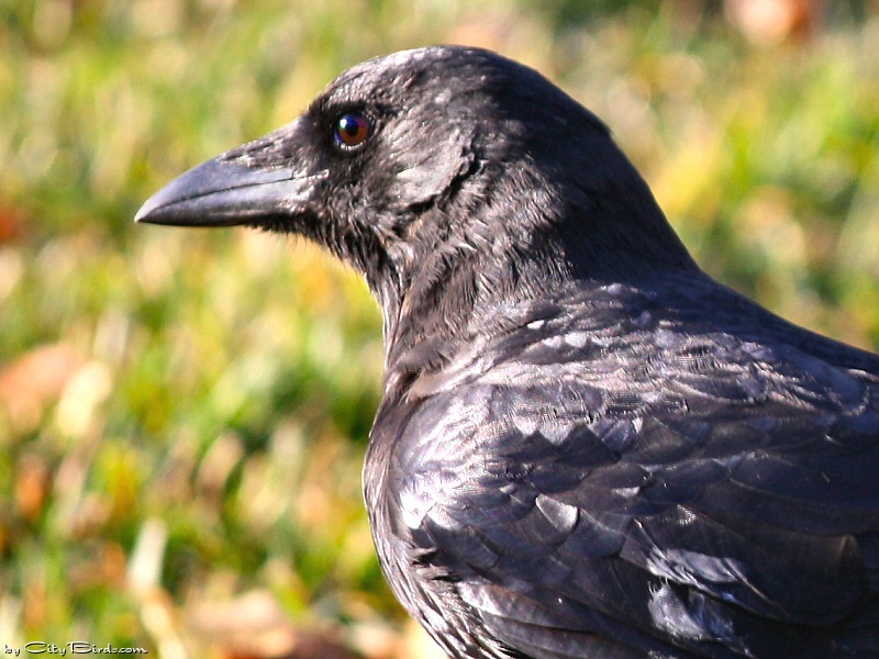 A Raven in Duluth, Minnesota