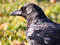 Close-up of a Raven, Duluth, MN