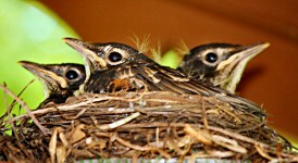 Three healthy Robin chicks in Duluth, MN during June, 2013.