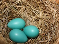 Three beautifully colored Robin eggs in Duluth MN.