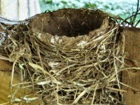 The Robin chicks having left the nest, this fine nest is ready for new occupants.