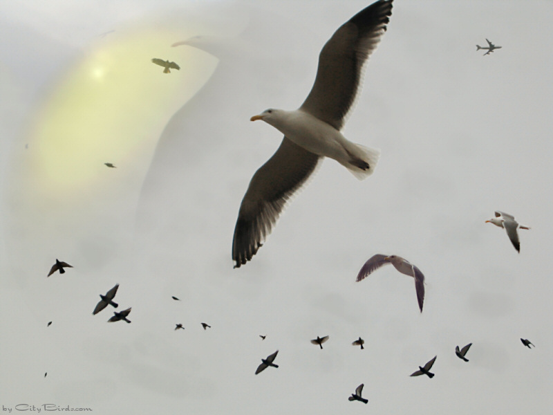 Of gulls, hawks and small birds