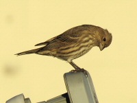 A Female House Finch, perched on a satellite dish atop a highrise, looking down upon the human fray of which she wants no part