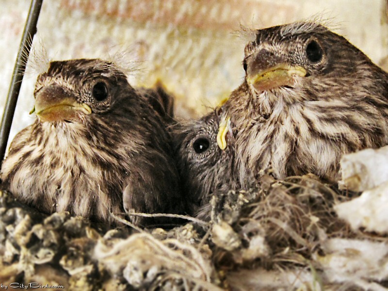 House Finch Chicks