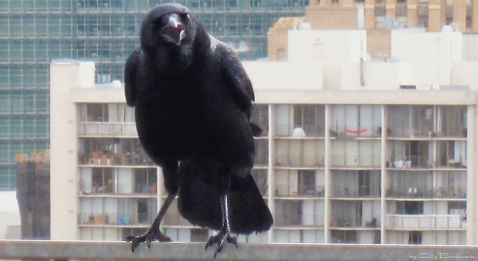 birds in city