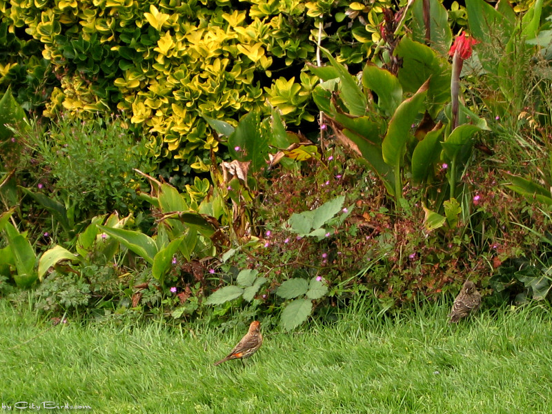 Pair of House Finches