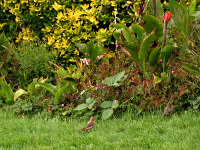House Finch Couple at Golden Gate Park