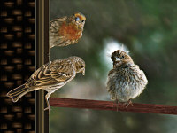 House Finch Parents and Chick