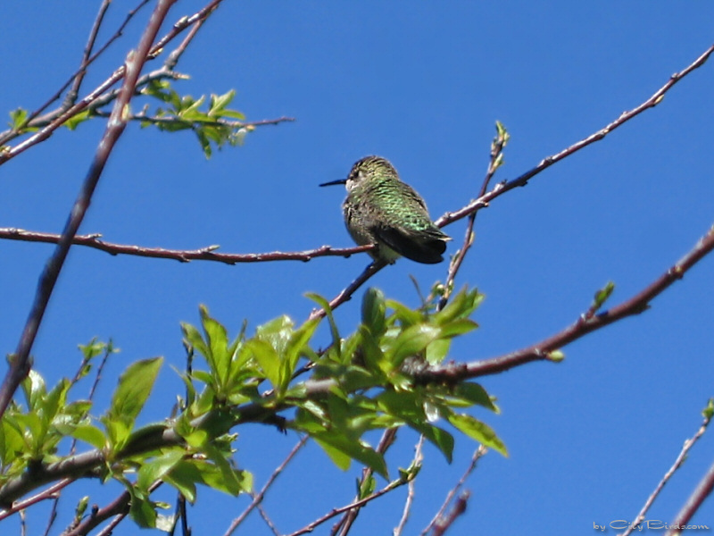 Anna's Hummingbird at Fort Mason, San Francisco