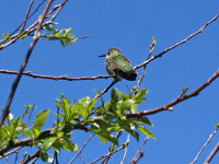 Anna's Hummingbird at Fort Mason
