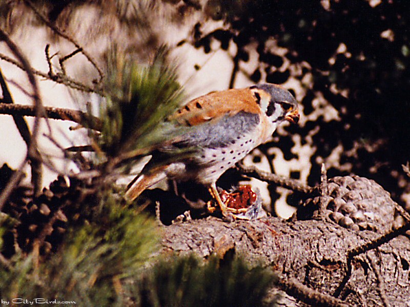 American Kestrel