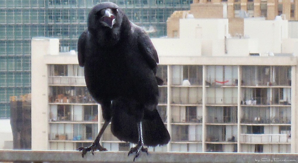 One of Around a Dozen Crows Living in City Birds Country, the Heart of San Francisco