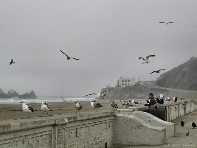 Man Feeding Birds at Ocean Beach, SF