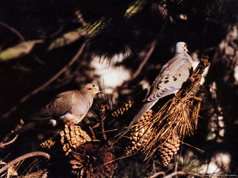 Mourning Doves