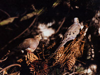 A Pair of Mourning Doves