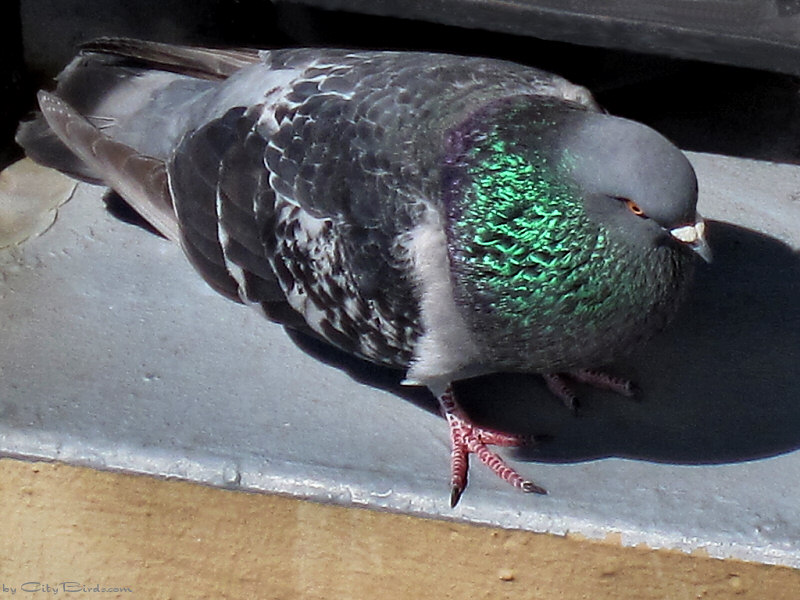 San Francisco Pigeon