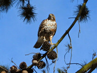 Red-tailed Hawk in SF