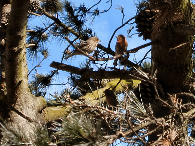 House Finches