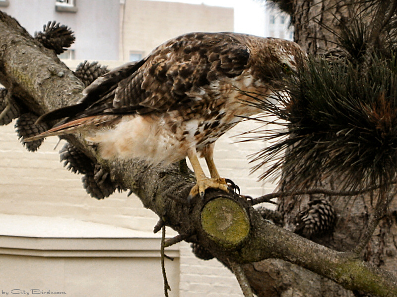 Red-tailed Hawk