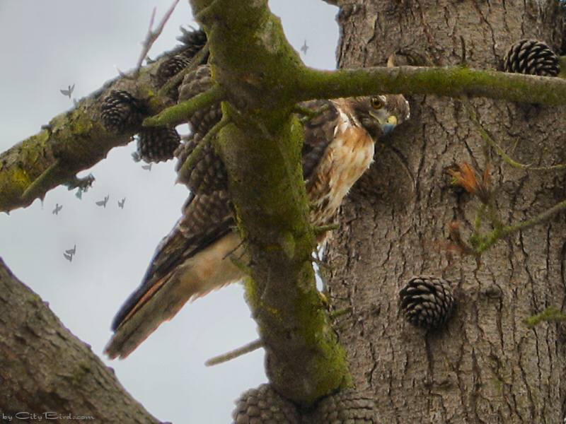 Red-tailed Hawk